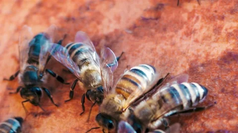 Bees On Honeycels Stock Footage 50745836