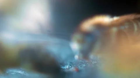 Bees On Honeycels Stock Footage 50745838