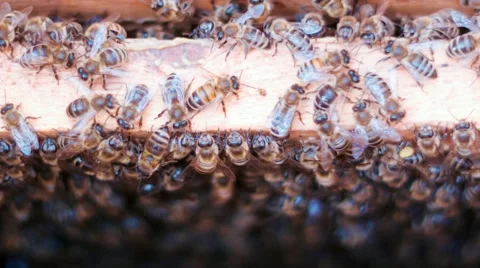 Bees On Honeycels Stock Footage 50746235