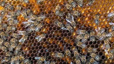 Bees On Honeycels Stock Footage 50746240