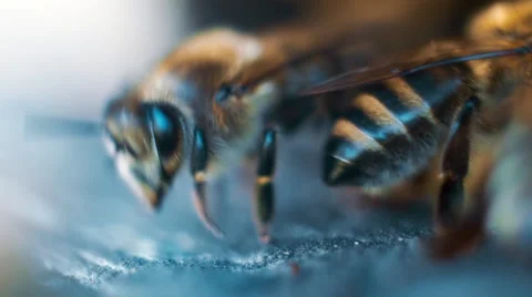 Bees On Honeycels Stock Footage 50746422