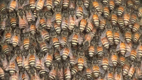 Bees On Honeycels Stock Footage 87252927