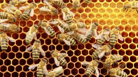 Bees on the honeycomb. 12 Stock Footage