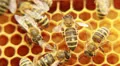 Bees on the honeycomb. 2 HD Footage