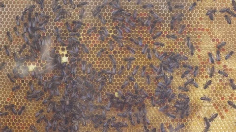 Bees on Honeycomb in Apiary Stock Footage 109059278