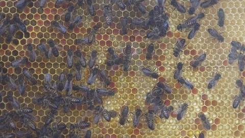 Bees on Honeycomb in Apiary Stock Footage 109059281