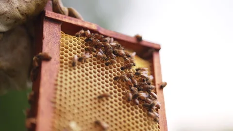 Bees on a honeycomb back-lit Stock-Footage 287893697