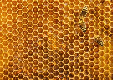 Bees on the honeycomb background, texture with copy space Stock Photos