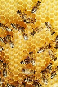 Bees on honeycomb in a beehive Stock Photos
