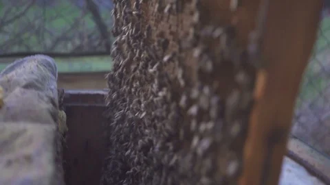 Bees on honeycomb. Beekeeper gently removes bees from the frame. apiary macro Видео 89506596