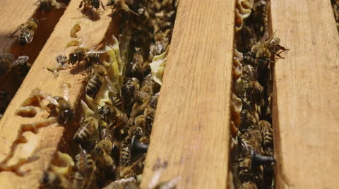 Bees on honeycomb close-up view Stock-Footage 68334924