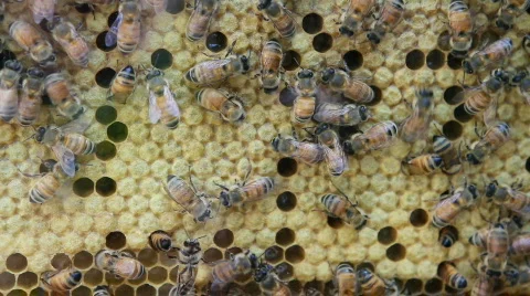 Bees On Honeycomb Video stock 700297