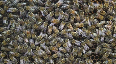 Bees on honeycomb Stock Footage 7756343