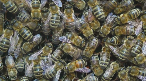 Bees on honeycomb Stock Footage 7756465