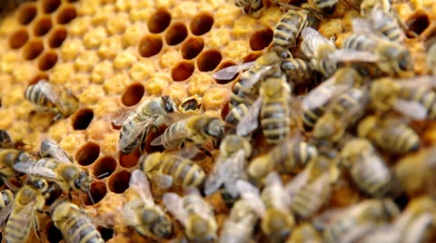 Bees on honeycomb Stock Footage 39950454