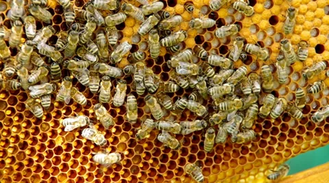 Bees on honeycomb Stock Footage 39950572