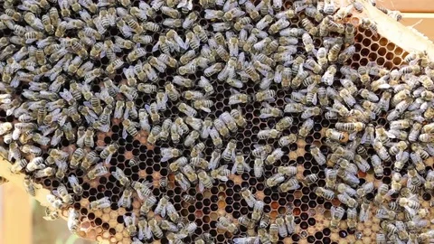 Bees on a Honeycomb Stock Footage 71189988