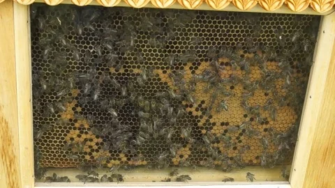 Bees on the honeycomb Stock Footage 79503213