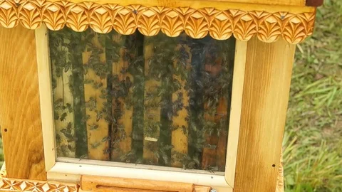 Bees on the honeycomb Stock Footage 79503226