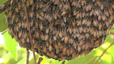 Bees On honeycomb Stock Footage 88239916