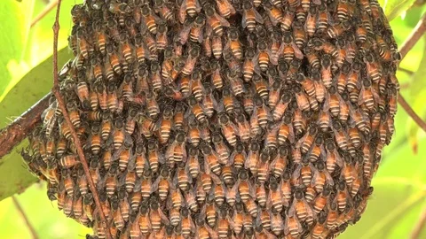 Bees On honeycomb Video stock 88240119