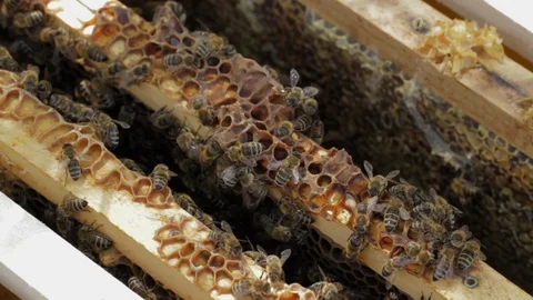 Bees on honeycomb Stock-Footage 101899414