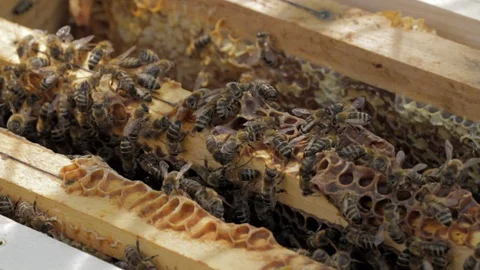 Bees on honeycomb 스톡 동영상 101909594