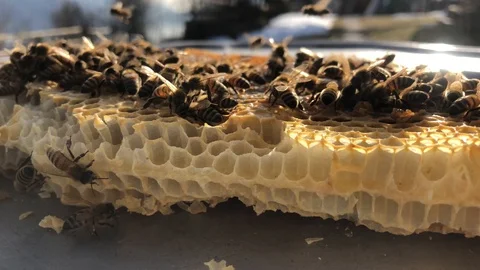 Bees on the honeycomb Stock-Footage 102913579