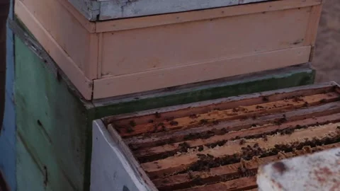 Bees on honeycomb Stock Footage 136244478