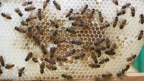 Bees on Honeycomb Stockbeeldmateriaal 285549534