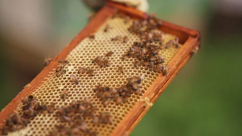 Bees on a honeycomb Stock-Footage 287893071