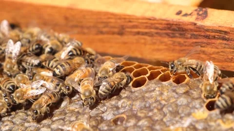 Bees on honeycomb Stock Footage 293943542
