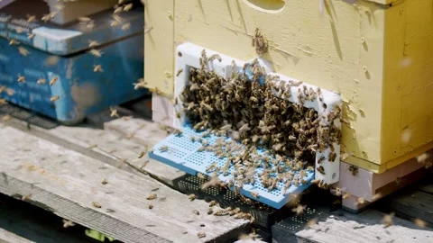Bees in honeycomb frame buzz within box bustling hive of activity. Bee hive hone Stock Footage 268906559