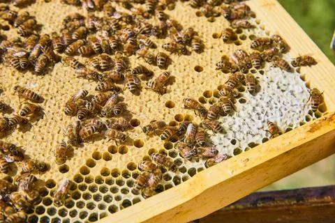 Bees on Honeycomb Frame in Motion Close-Up Stock Photos