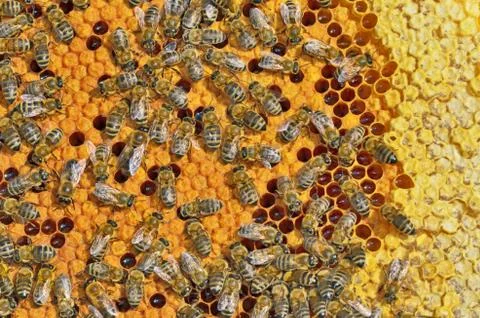 Bees on honeycomb frame Stock Photos