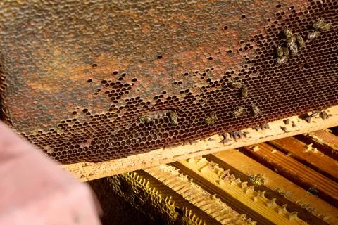 Bees on Honeycomb Frame Stock Photos