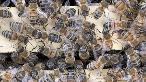 Bees on honeycomb frames inside beehive, close-up top view Stock Footage 315364863
