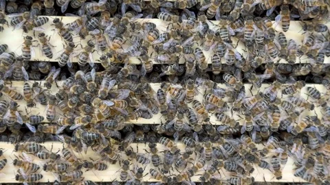 Bees on honeycomb frames inside beehive, close-up top view Stock Footage 315364875