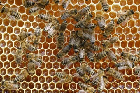 Bees on a honeycomb with fresh honey. Stock Photos