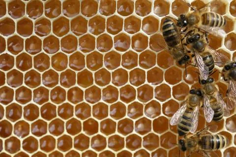 Bees on a honeycomb with fresh honey. Stock Photos