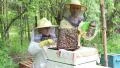 Bees on the honeycomb. Honey harvest. Two beekeepers at work. HD Footage