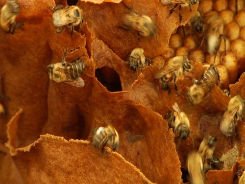 Bees with Honeycomb Inside a Beehive in the Amazon Jungle Rainforest Stock Footage 113355669