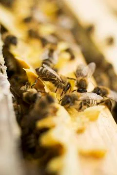 Bees on honeycomb Stock Photos