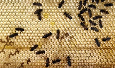 Bees on a honeycomb Stock Photos