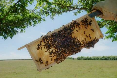 Bees on a honeycomb 写真素材