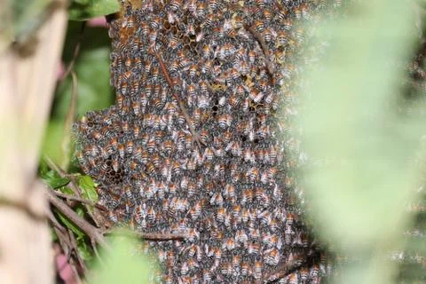 Bees on honeycomb. Stock Photos