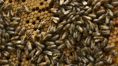 Bees on the honeycomb summer time 스톡 동영상 68303246