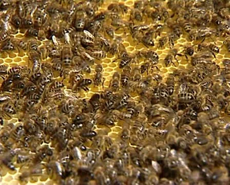 Bees, honeycombs 01 動画素材 12403298