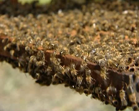 Bees, honeycombs 02 Stock Footage