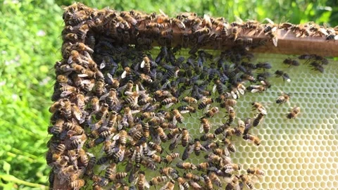 Bees on honeycombs in the evening. Video stock 337946698